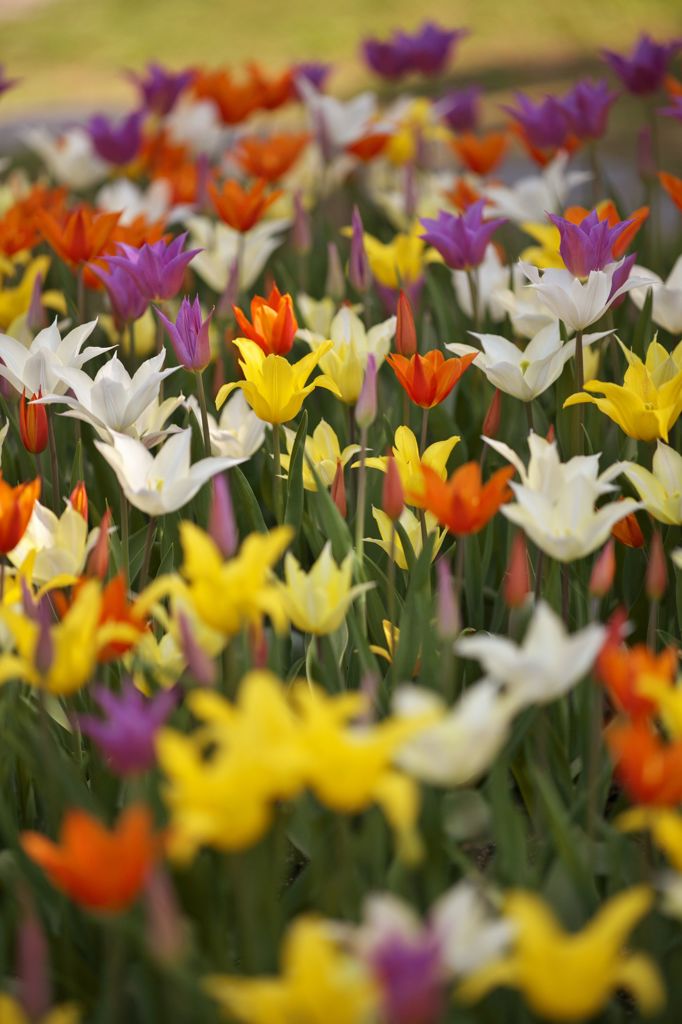 Tulipfair2016：折鶴たち