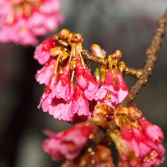 花冷えの雨2015：寒緋桜開花