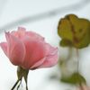 路傍の花たち2016：晩秋の桃色と緑