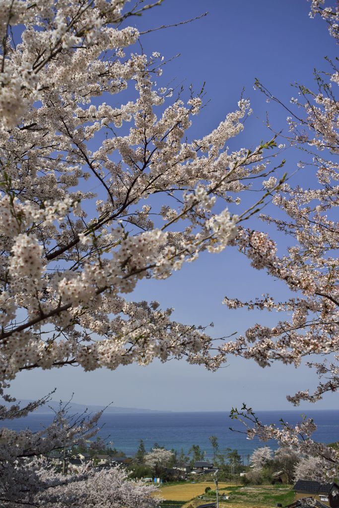 路傍の花たち2016：雨晴の散り初め桜b