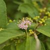 路傍の花たち2016：小紫_最後の開花