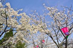 路傍の花たち2016：下条川千本桜（大島桜と染井吉野）