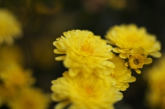 路傍の花たち2015：朝の黄菊