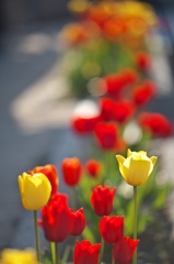 路傍の花たち2015：朝日を浴びて