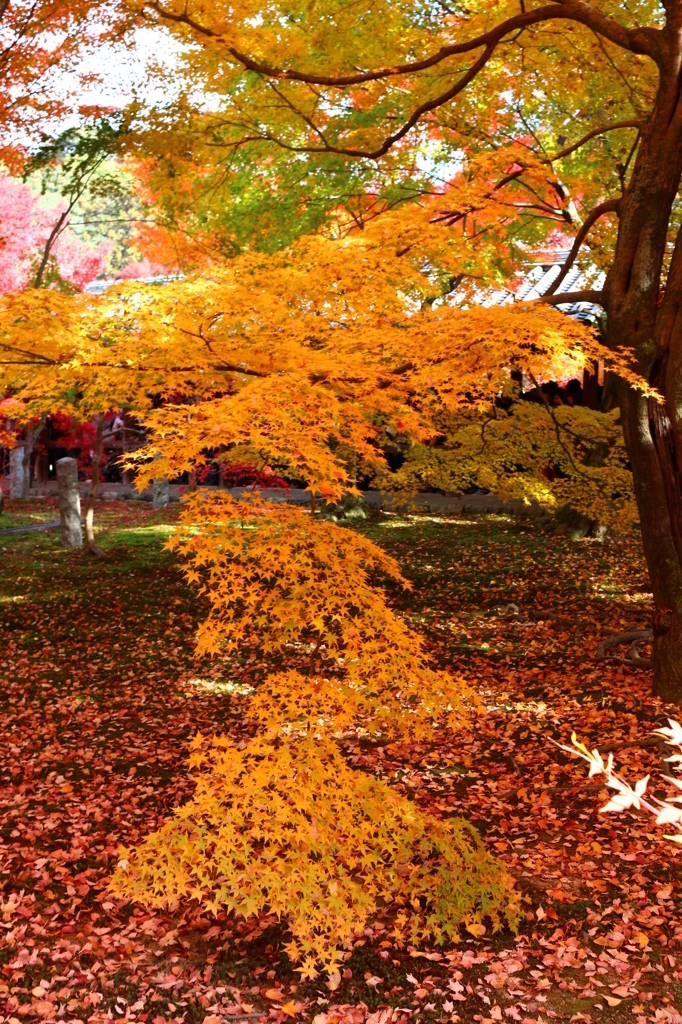 紅葉の手