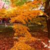 紅葉の手