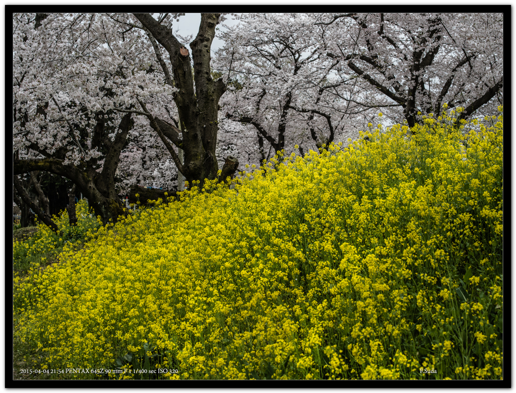 桜満開