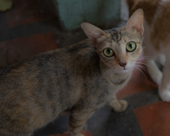 びっくりした目