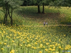 百合園１