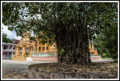 数百年の木がまだ残ってある。