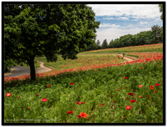 アイスランドポピーの道１