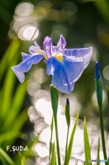 菖蒲２