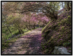 ツツジのトンネル１