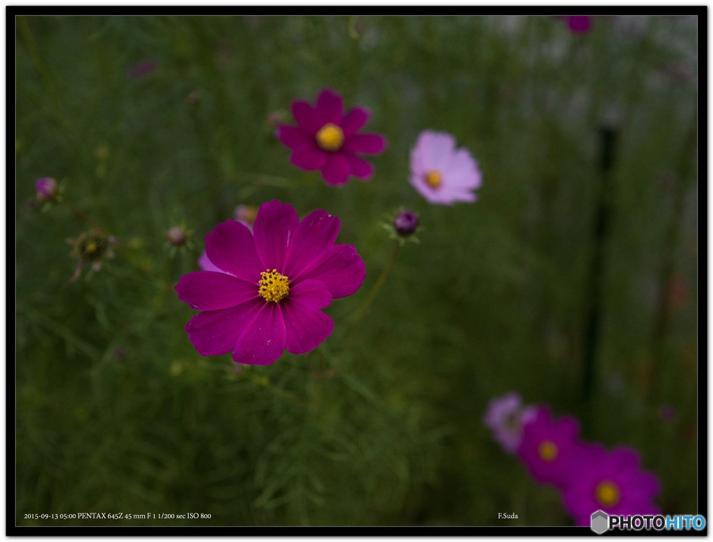 秋の花４