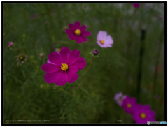 秋の花４