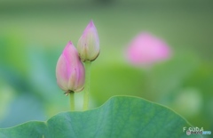 蓮の花２