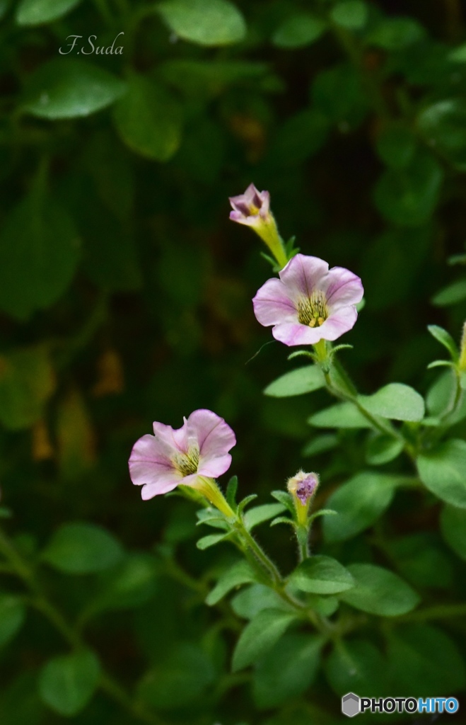 花４