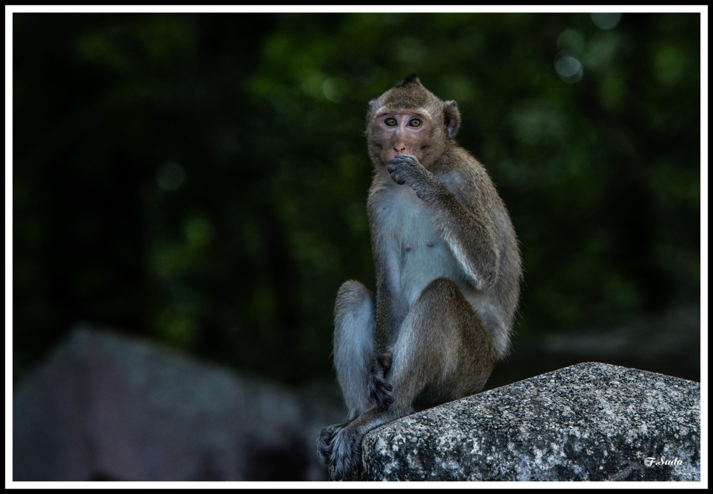カウダイ総本山の庭に野生猿