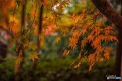 思い出の京都