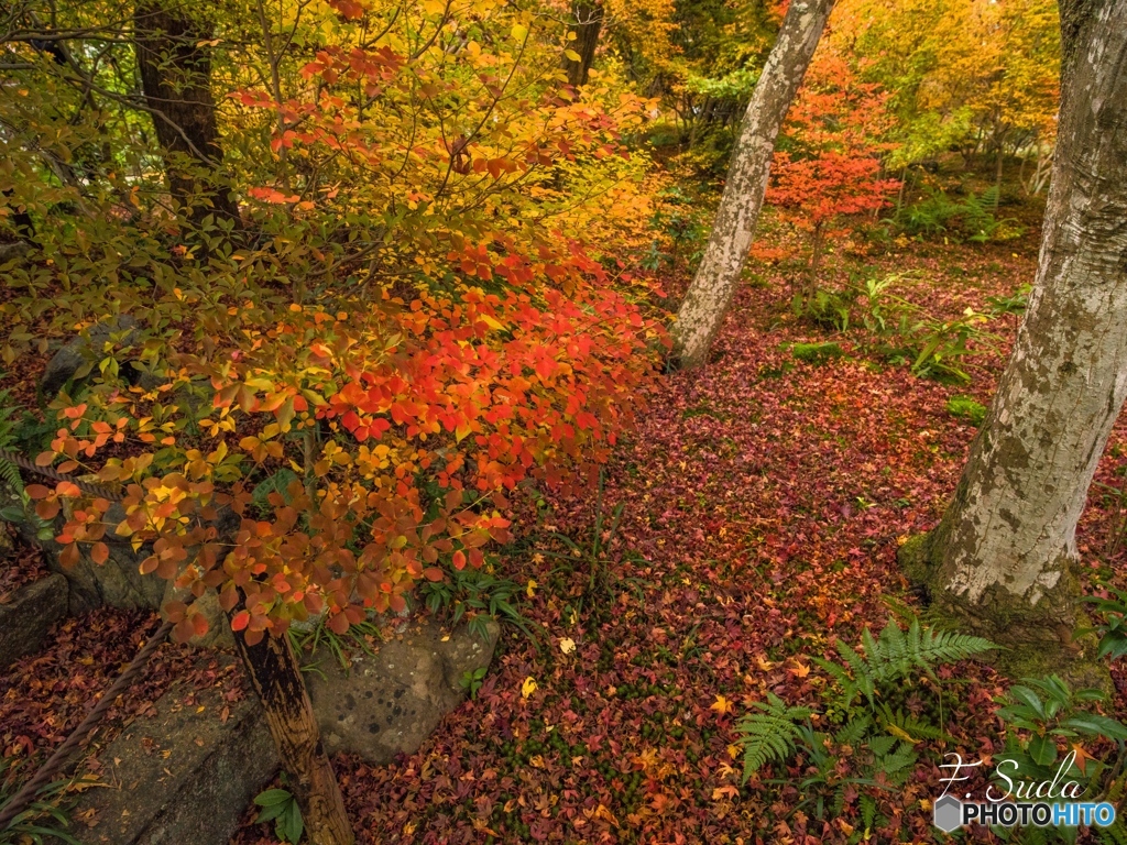 紅色