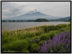 河口湖の大石公園