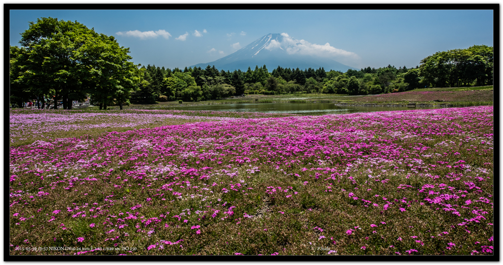 ５月の芝桜