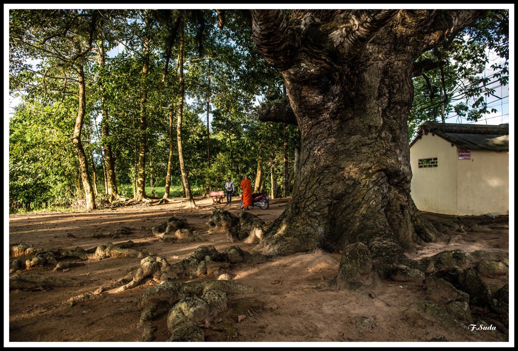 数百年前の古木