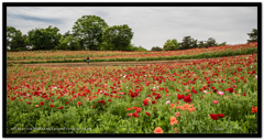 赤ポピーの丘