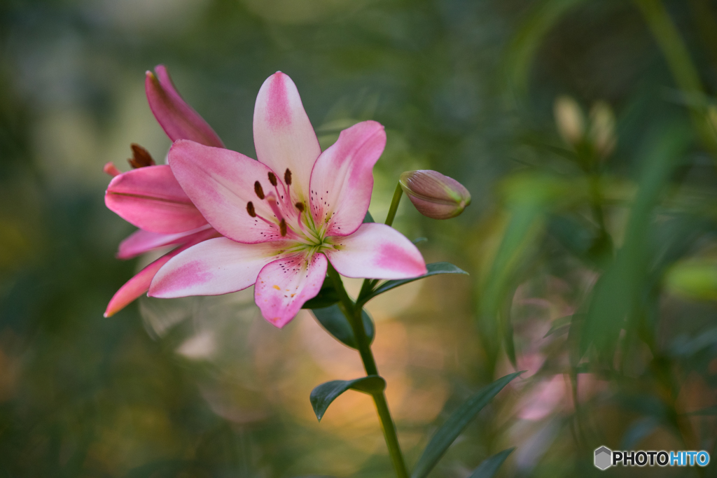 ユリの花２