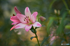 ユリの花２
