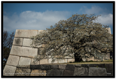 皇居のさくら