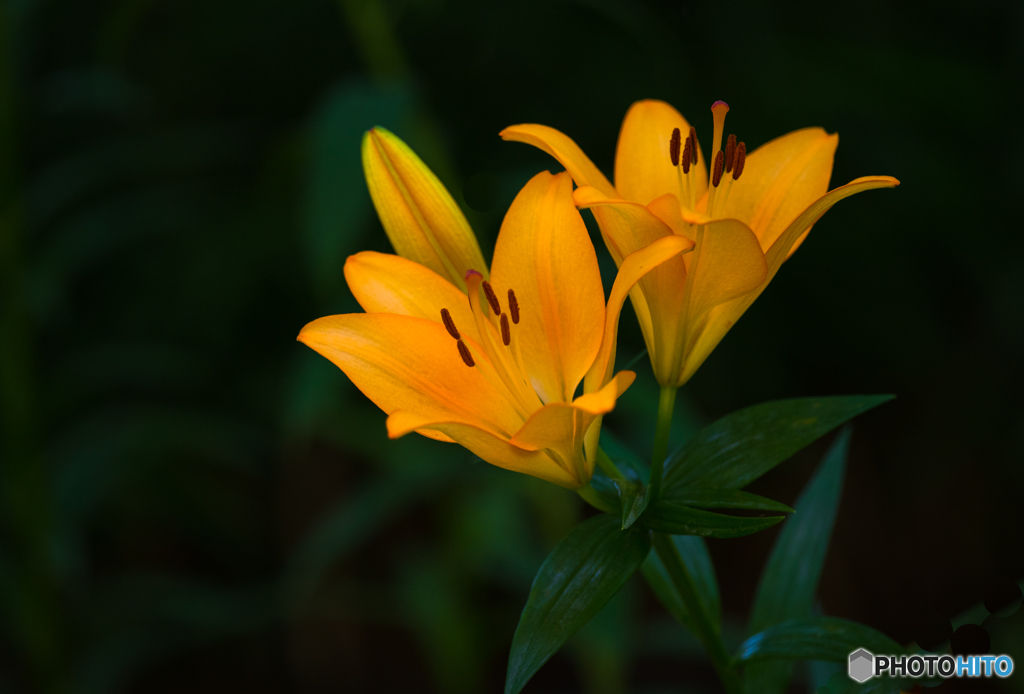 ユリの花１