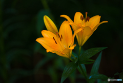 ユリの花１