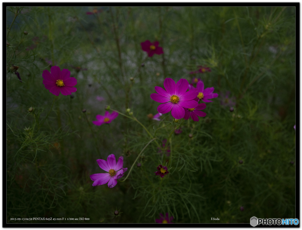 秋の花３