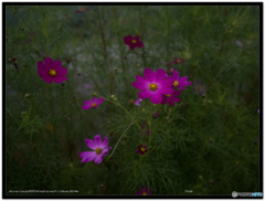 秋の花３