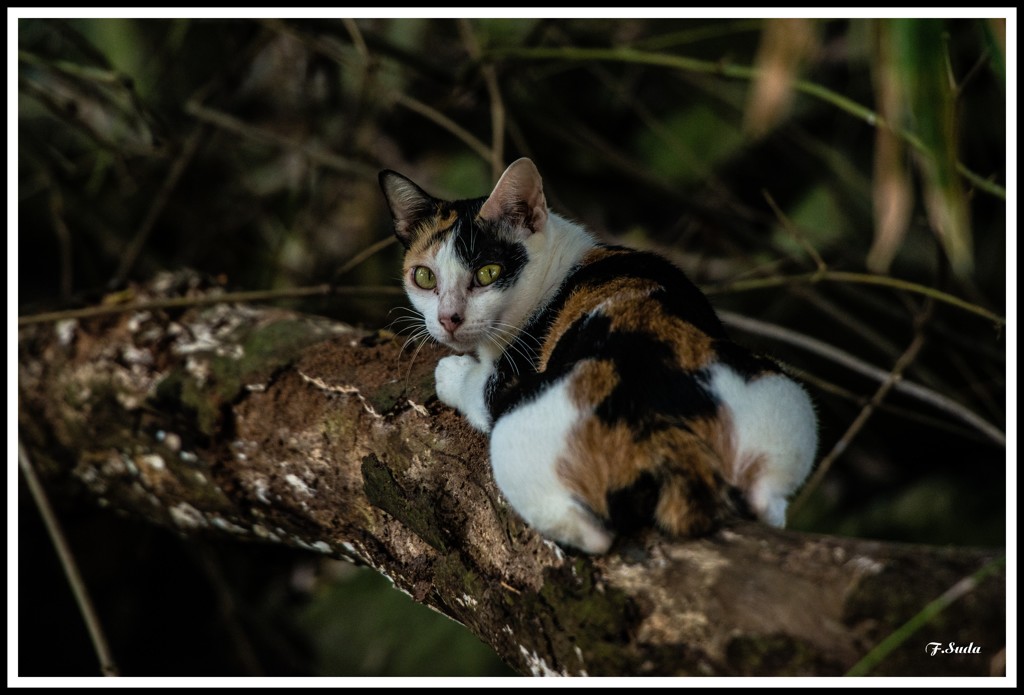 何にを狙うでしょう。