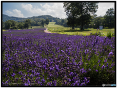 ラベンダーパーク