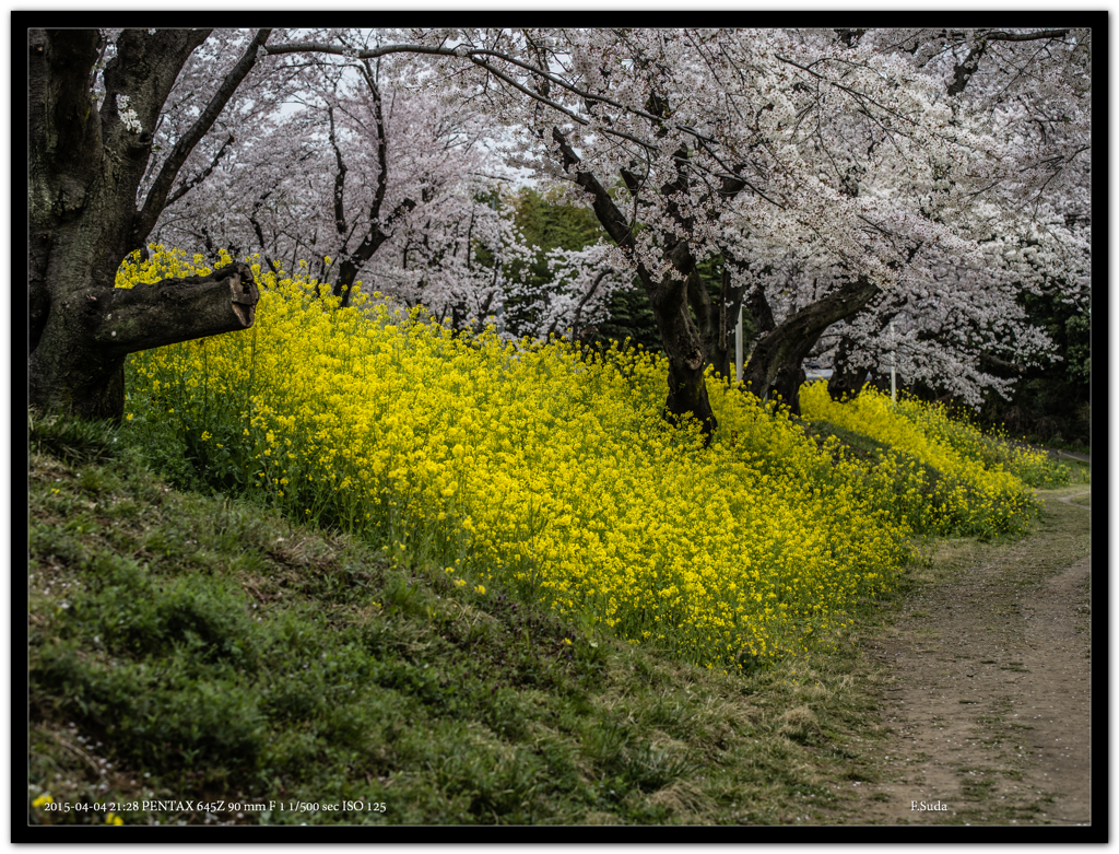 菜の花の道