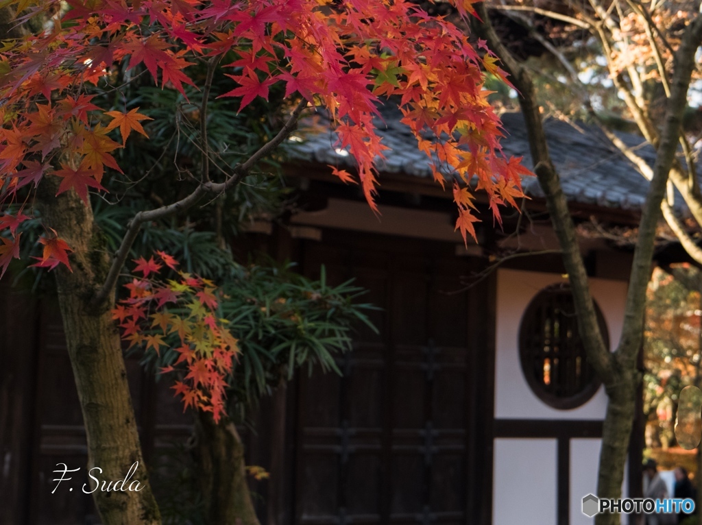 紅葉