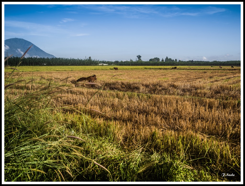 ダムの近くのバデン山