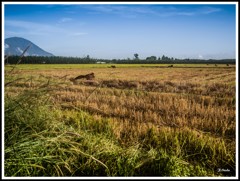 ダムの近くのバデン山