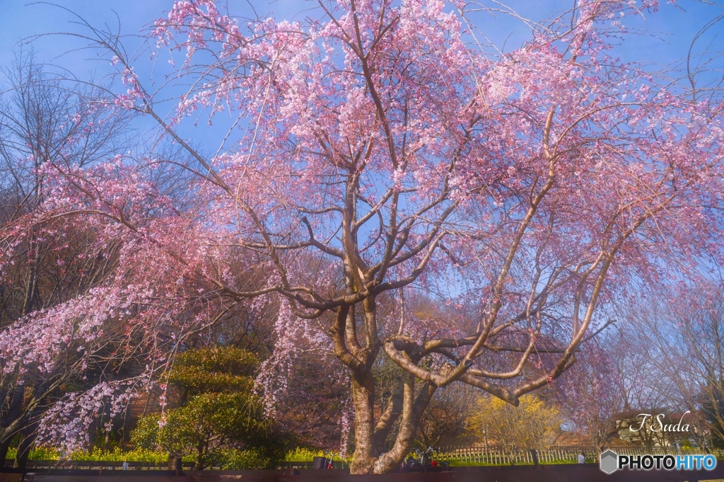 八重桜２