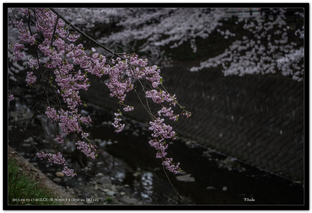 可愛いピンク色