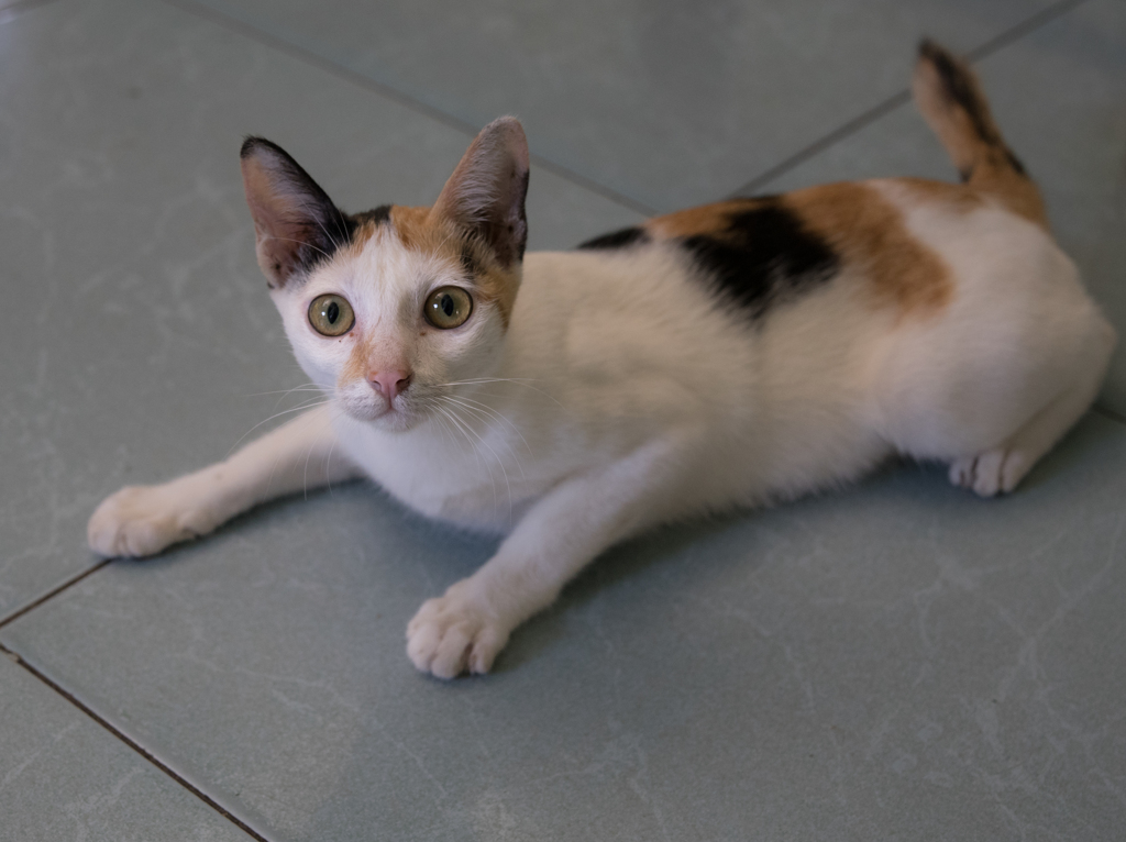 可愛い子猫