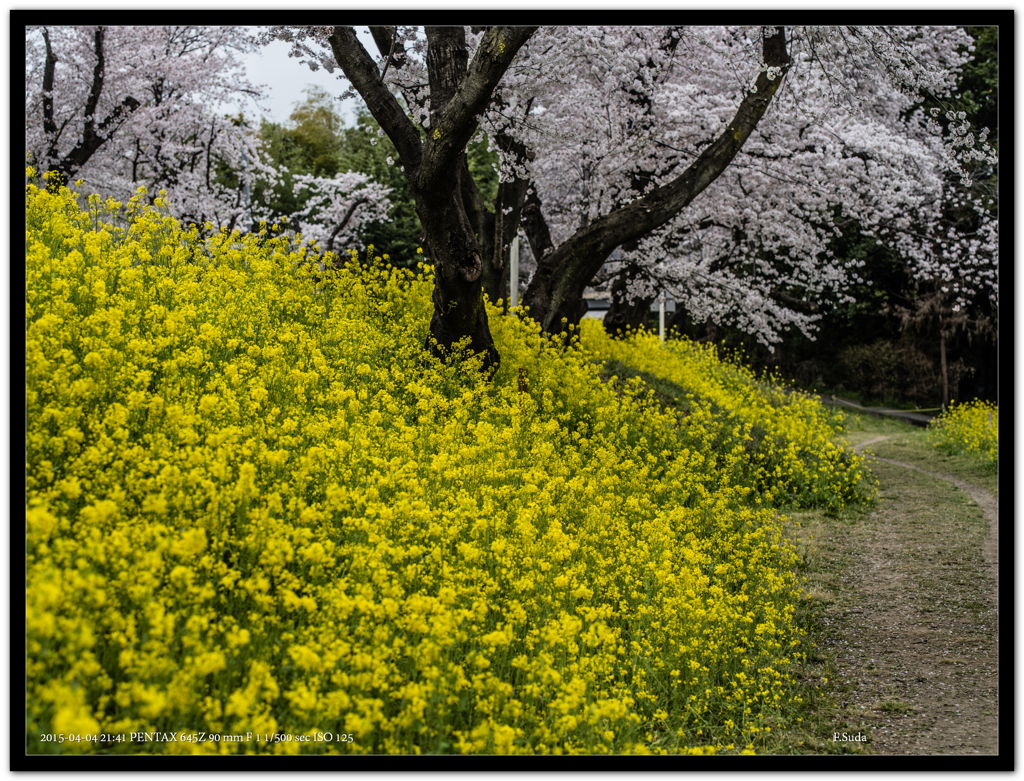 菜の花２