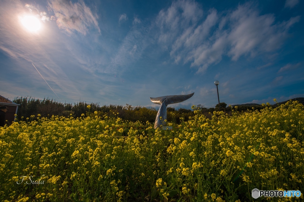 菜の花
