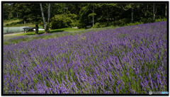 ラベンダーの丘