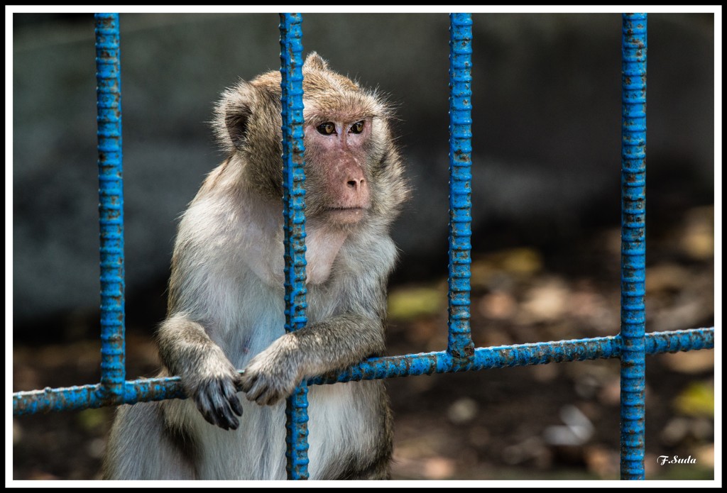 タイニンの野生猿