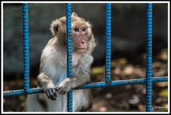 タイニンの野生猿