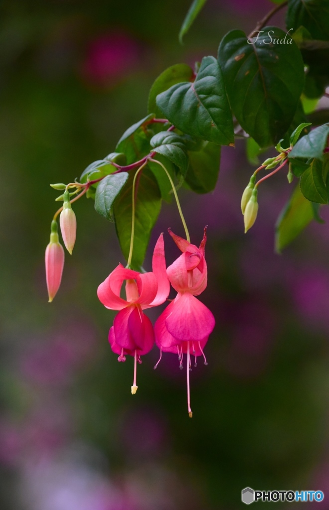 花３